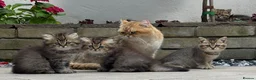 British Shorthair cats for sale: Pedigree British Shorthair  - Advert 33