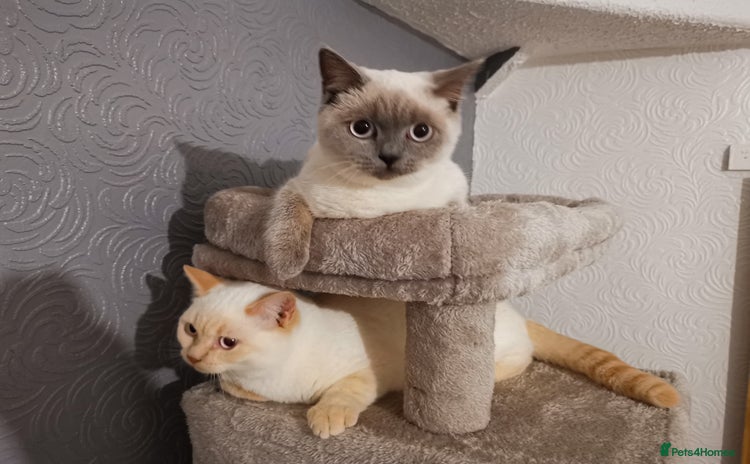 British Shorthair cats - Advert 4
