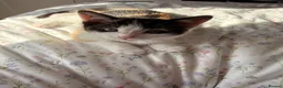 Mixed Breed cats for sale: Beautiful friendly home reared kittens , ready now - Advert 3