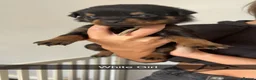Rottweiler dogs for sale: Rottweiler puppies  - Advert 2
