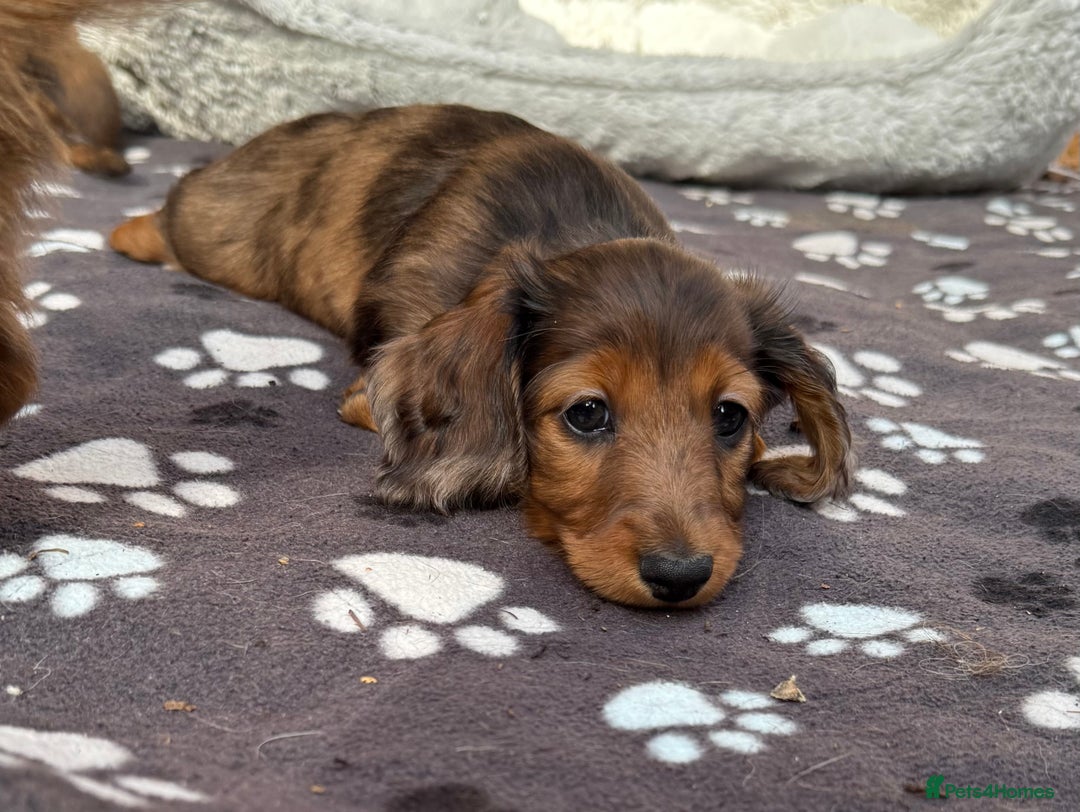 Miniature Dachshund dogs for sale: Mini long hair dapple dachshunds - Image 14