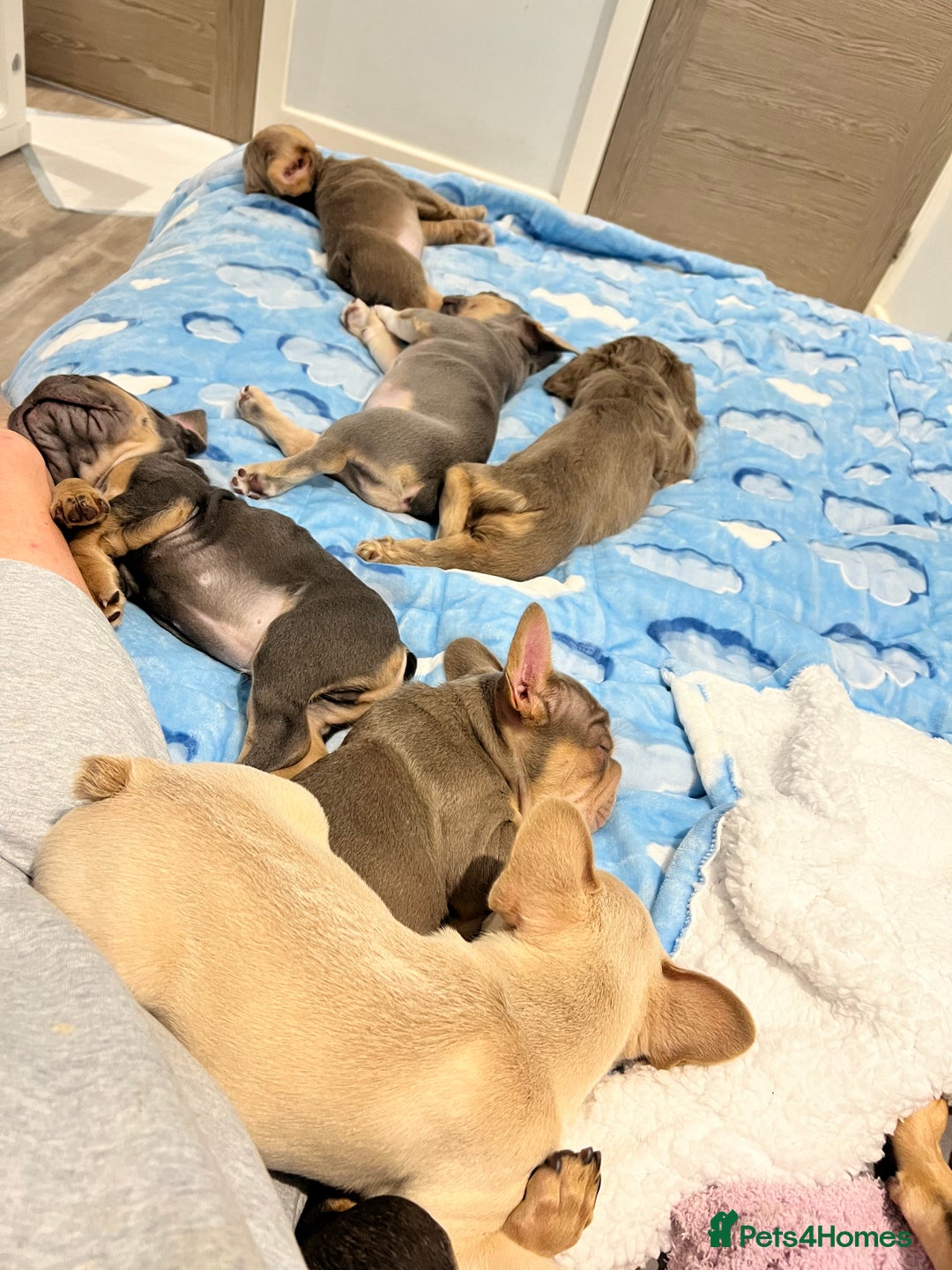 French Bulldog dogs for sale: Big Rope, Big Rope Fluffy & French Bullg - Advert 15