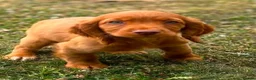 Sprocker dogs for sale: Sprocker puppies - Advert 6