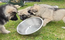 German Shepherd dogs for sale: Beautiful long coated  in Coalville - Image 2