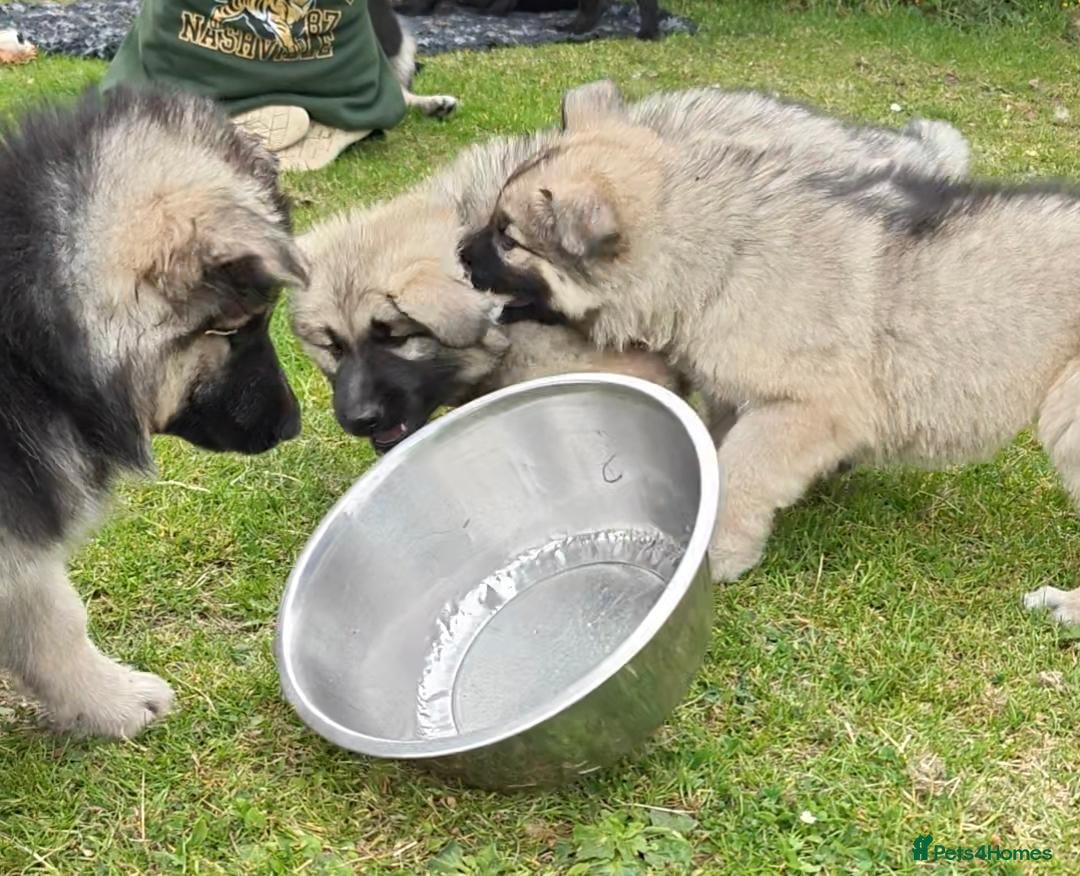German Shepherd dogs for sale: Beautiful long coated  in Coalville - Image 2