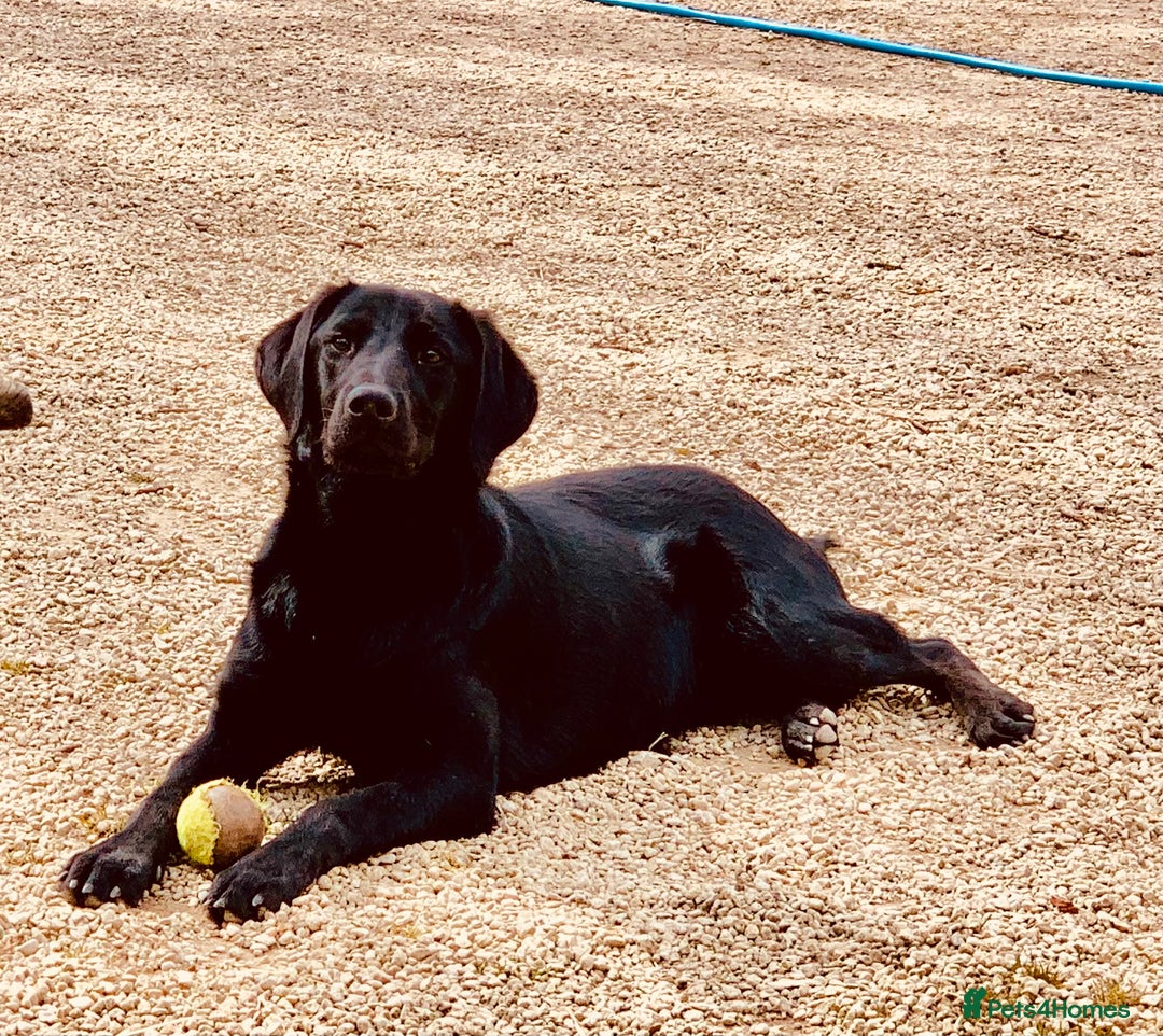 Labradoodle dogs for sale: F1 standard labradoodles  - Advert 2