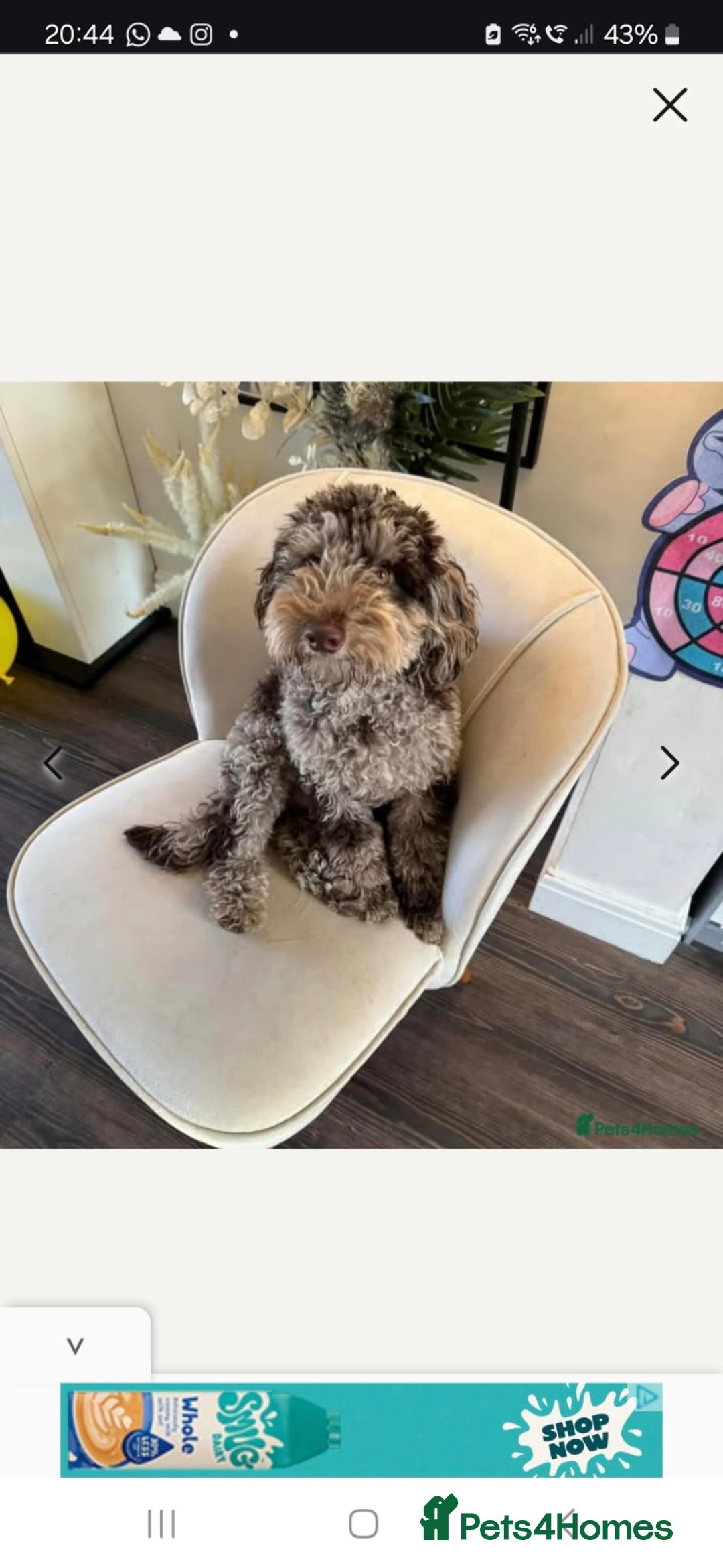 Cockapoo dogs for sale: Beautiful Cockapoo puppies - Image 2