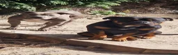 American Bully dogs for sale: Pocket bullys puppies - Advert 2