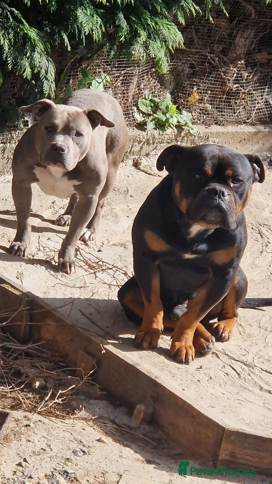 American Bully dogs for sale: Pocket bullys puppies - Advert 2