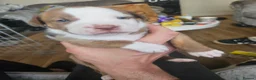 Mixed Breed dogs for sale: English bull terrier cross mastiff - Advert 3
