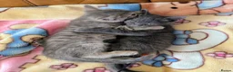 Bengal cats for sale: Adorable friendly Bengal kittens ready now!! - Advert 4