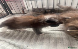 Maine Coon cats for sale: Maine coon mix - Image 5