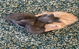 Mixed Breed cats for sale: 3 2 month old TORTIE x BRITISH SHORTHAIR KITTENS - Image 1