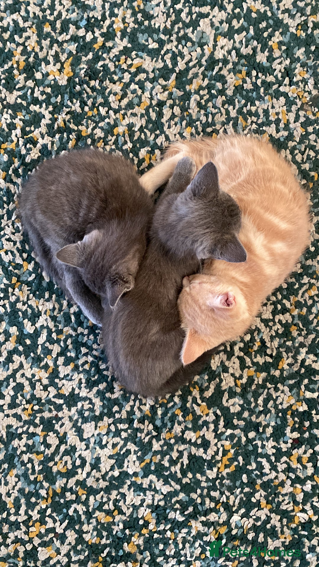 Mixed Breed cats for sale: 3 2 month old TORTIE x BRITISH SHORTHAIR KITTENS - Image 1