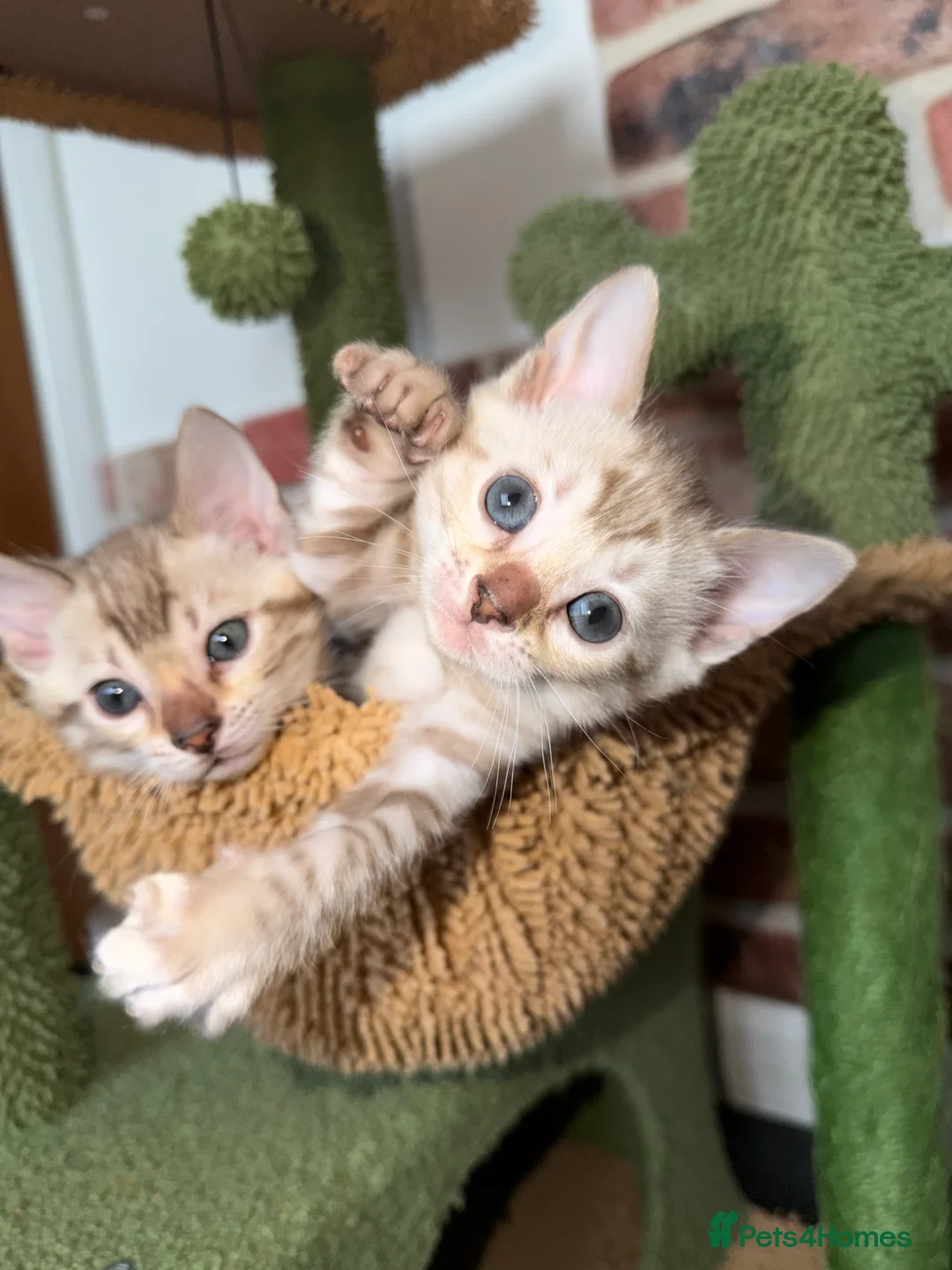 Bengal cats for sale: Snow Lynx Pedigree Kittens, ACTIVE! - Advert 3