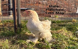 Chickens poultry for sale: Brahma Large Fowl Growers (Male & Female) - Image 8