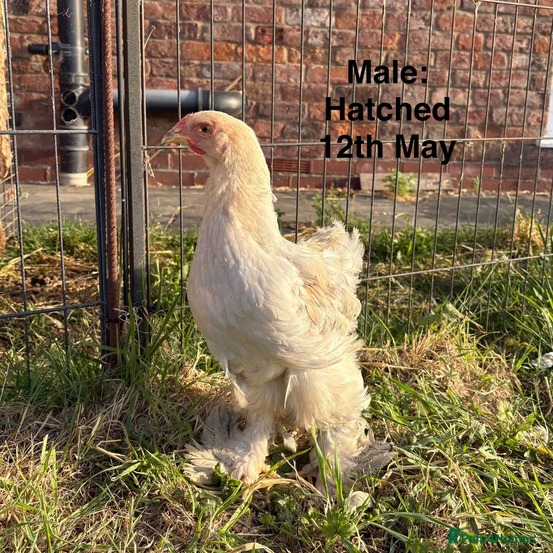 Chickens poultry for sale: Brahma Large Fowl Growers (Male & Female) - Image 8