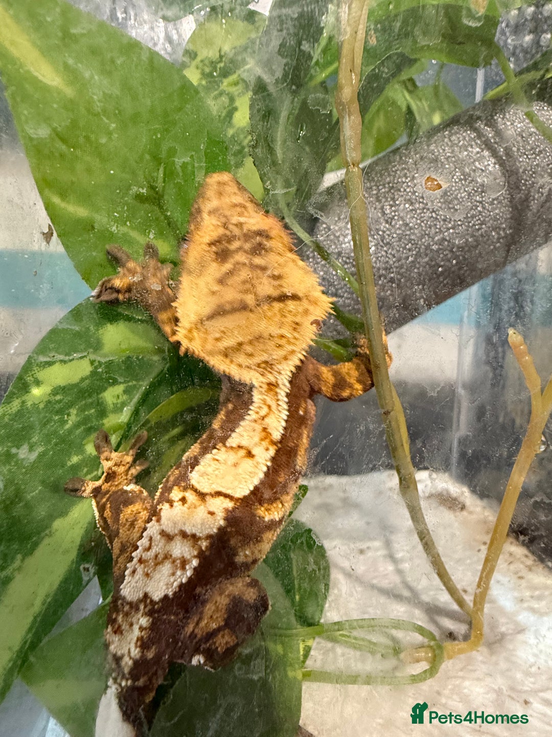 Gecko reptiles for sale: 🔥🔥🔥 Baby crested Geckos 🔥🔥🔥 - Advert 4