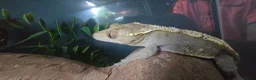Gecko reptiles for sale: Male Crested Gecko and (Gargoyle) - Advert 3