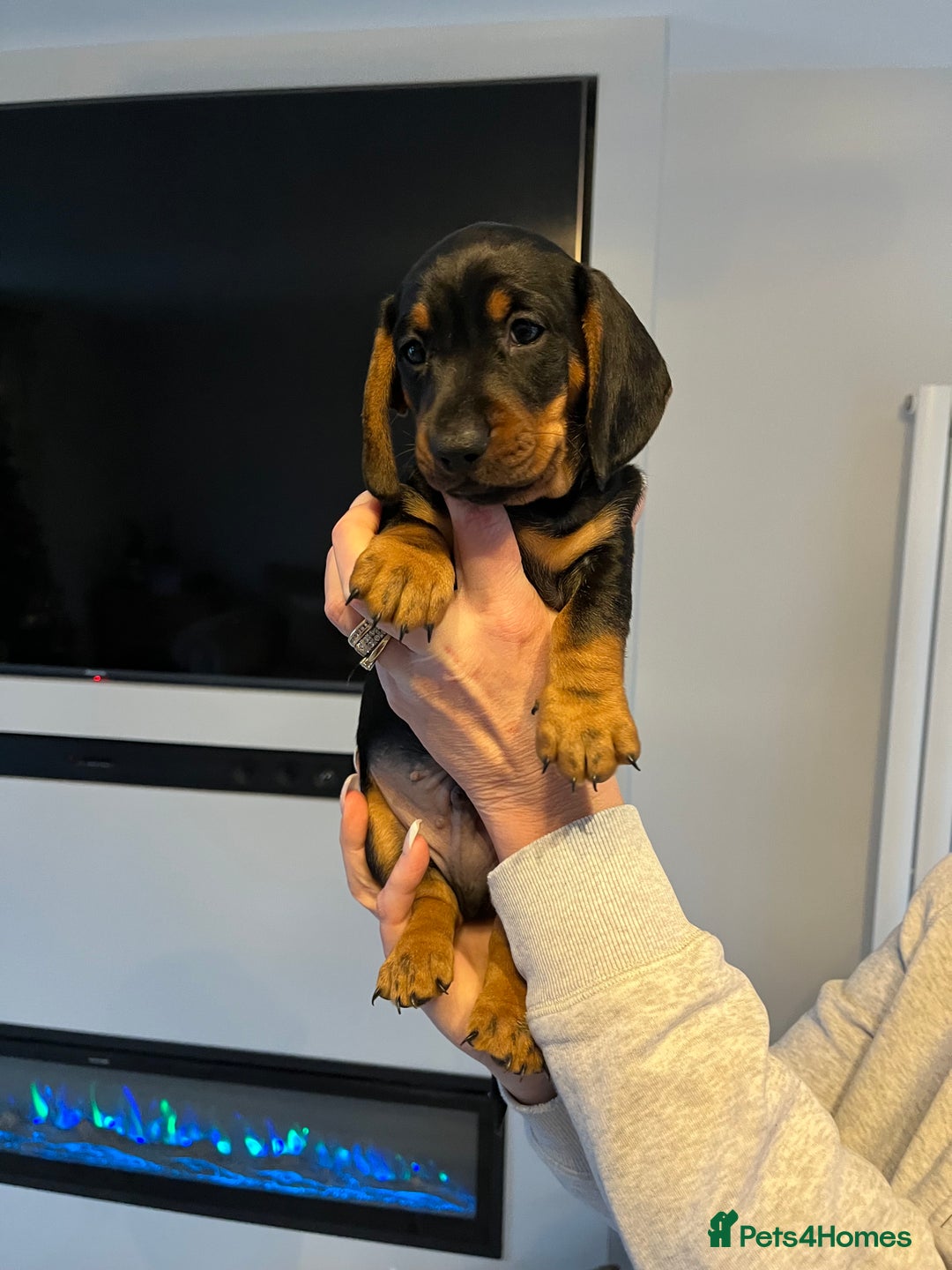 Dachshund dogs for sale: Dachshund puppies - Advert 7