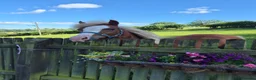 Welsh Section A horses for sale: Welsh X Chestnut Gelding - Advert 3