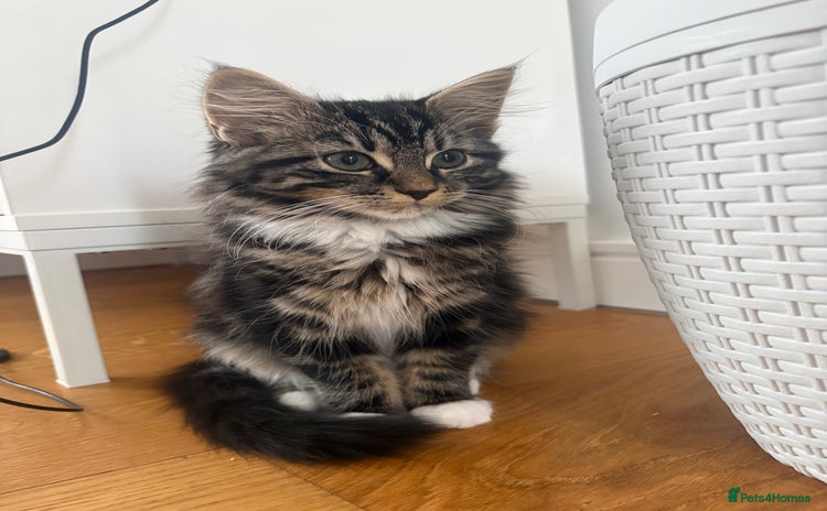 Mixed Breed cats - Advert 16