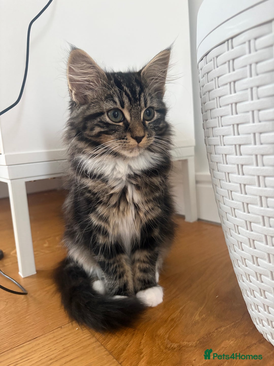 Mixed Breed cats for sale: Gorgeous girl ready for new home - Image 3