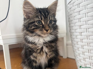 Mixed Breed cats - Advert 32