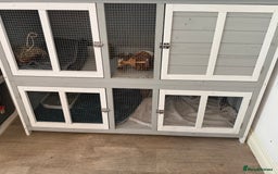 Mini Lop rabbits for sale: Friendly little bunny - Image 4