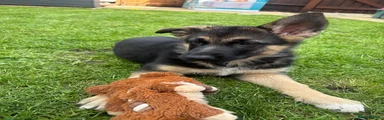 German Shepherd 1