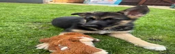 German Shepherd dogs for sale: Myla  - Advert 2