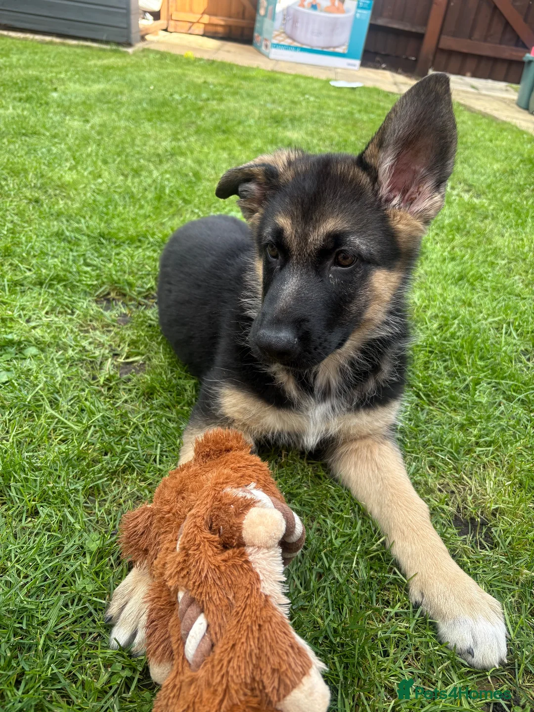 German Shepherd dogs for sale: Myla  - Advert 2