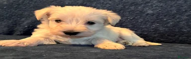 Miniature Schnauzer 4