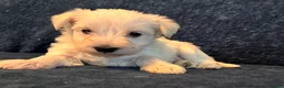 Miniature Schnauzer dogs for sale: Gorgeous Miniature Schnauzer puppies  - Advert 4