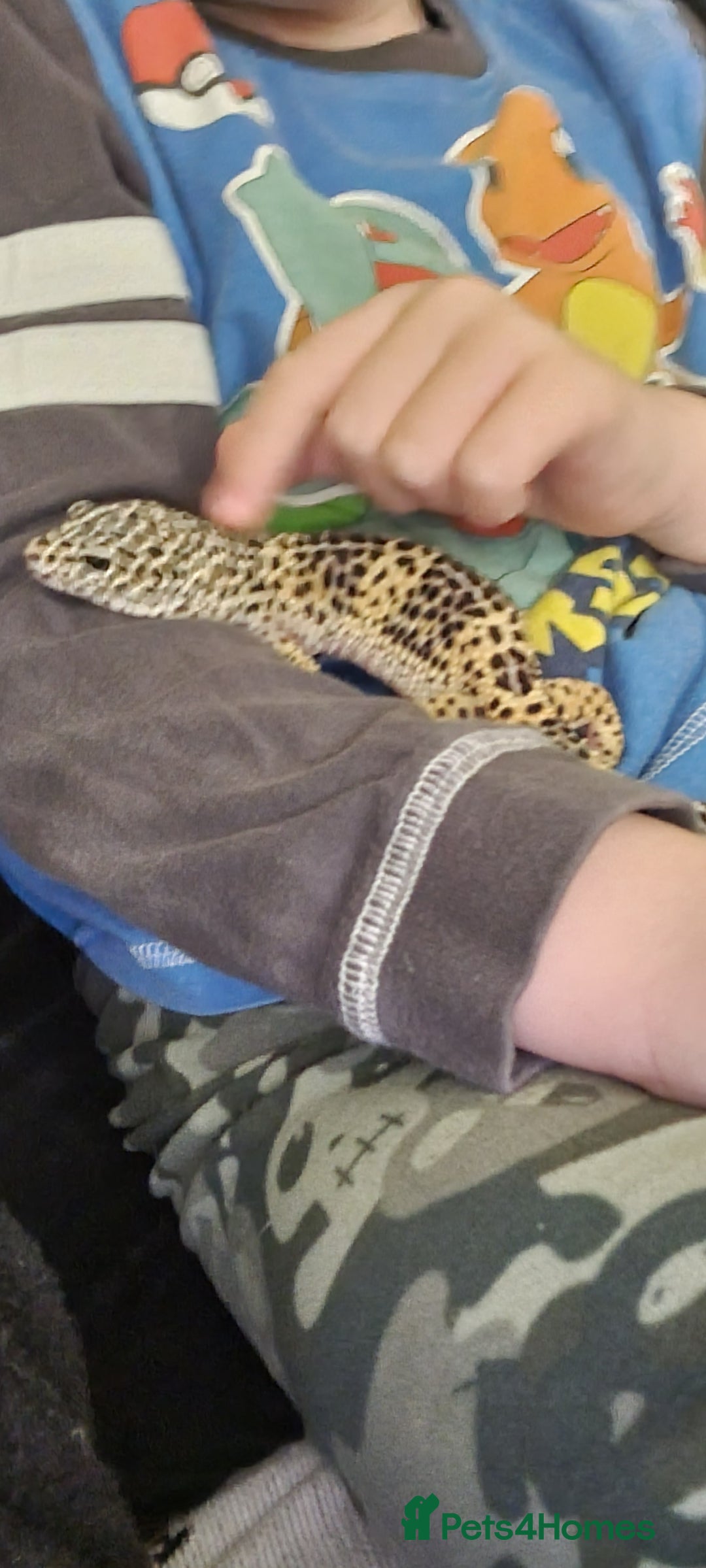 Gecko reptiles for sale: Leopard Gecko - Image 9