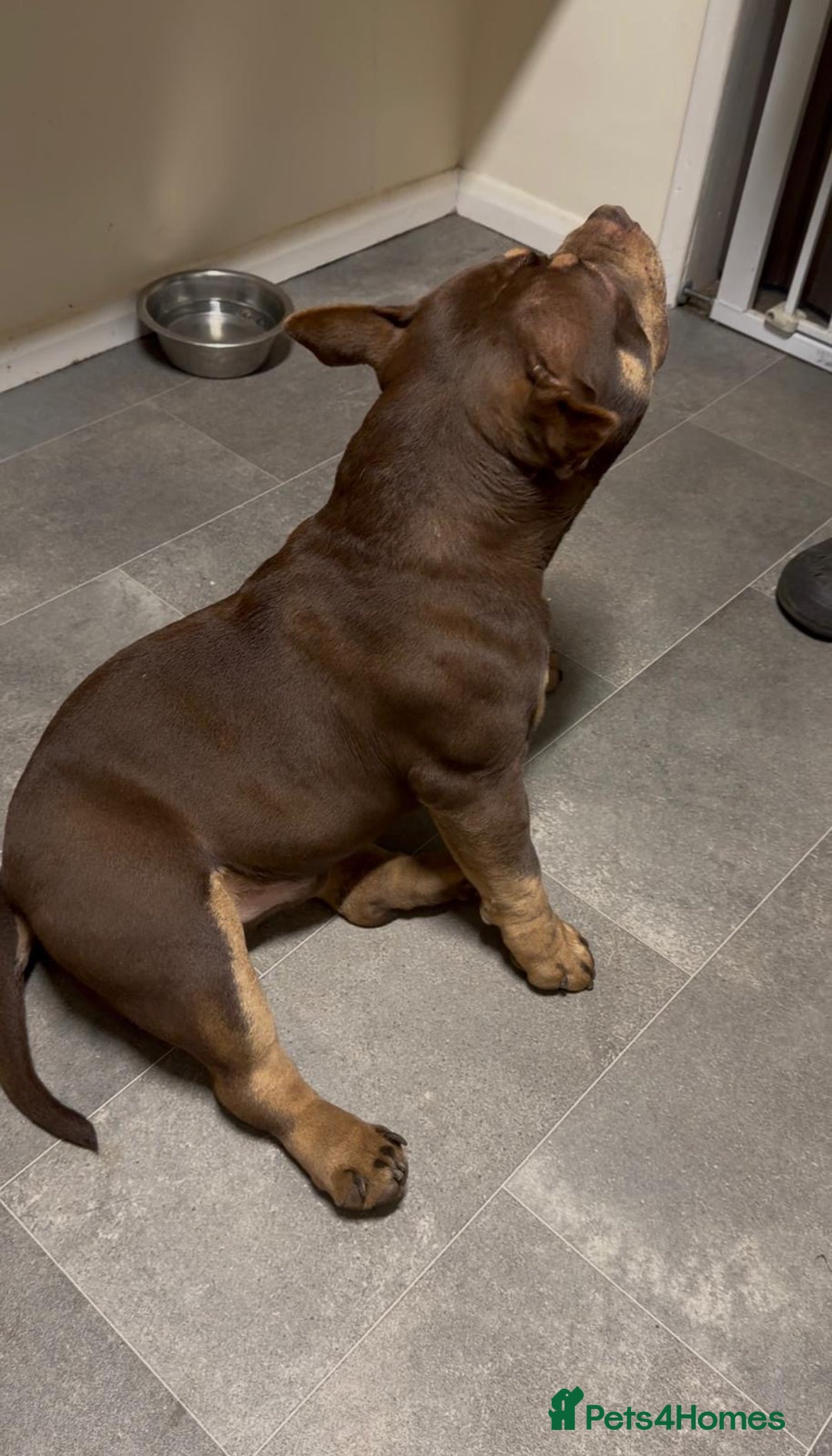 American Bully dogs for sale: Beautiful,Chocolate  American bully pocket  - Advert 6