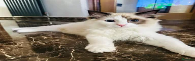 Ragdoll Kitten 1/bi-colour