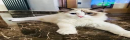 Ragdoll cats for sale:  Tica registered full pedigree ragdolls - Advert 29
