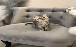 British Shorthair cats for sale: Silver Spotted Full Pedigree Registered BSH - Image 22