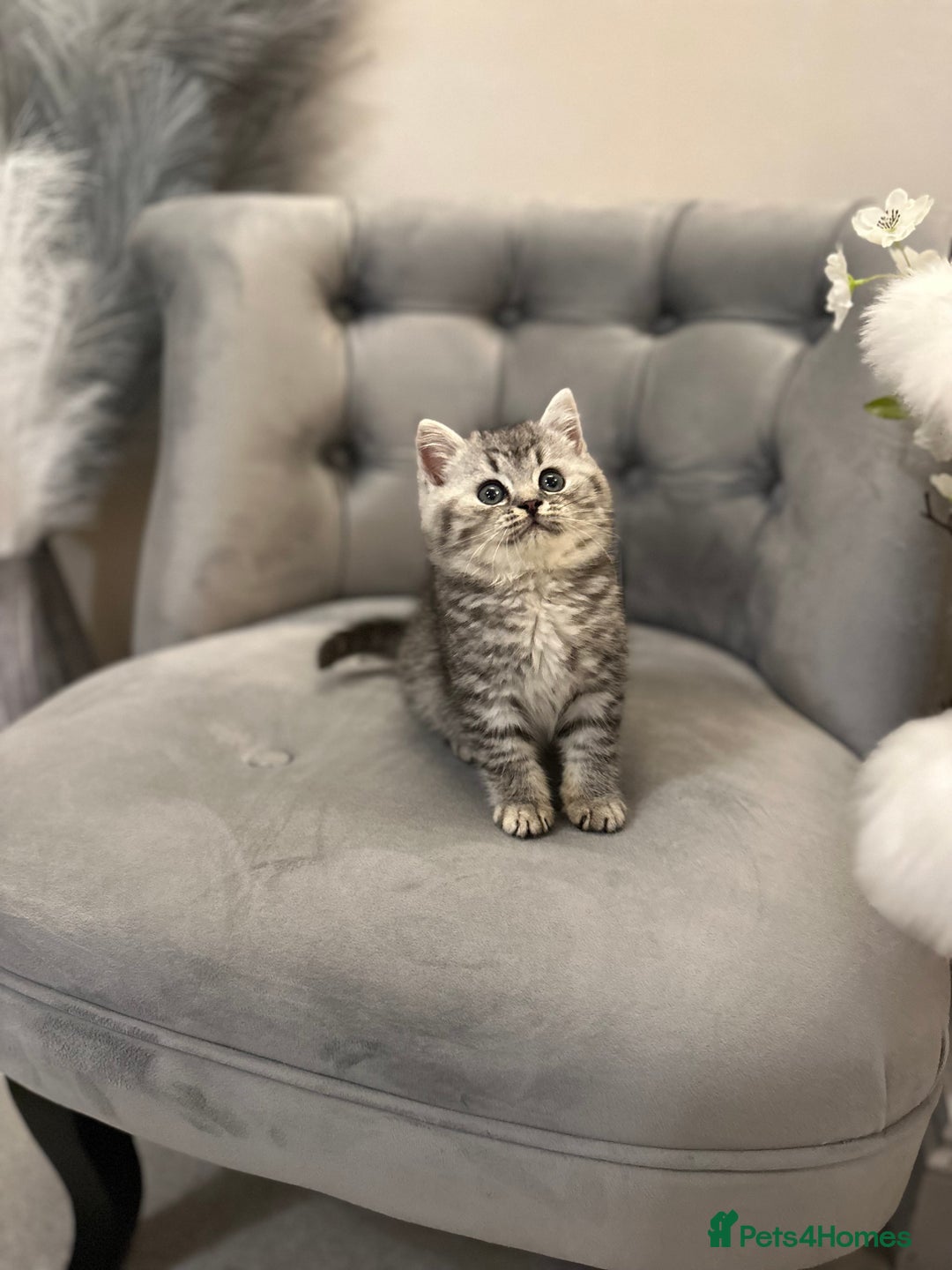 British Shorthair cats for sale: Silver Spotted Full Pedigree Registered BSH - Image 22