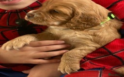 Cocker Spaniel dogs for sale: Kc reg cocker spaniels with 5 weeks insurance  - Advert 30