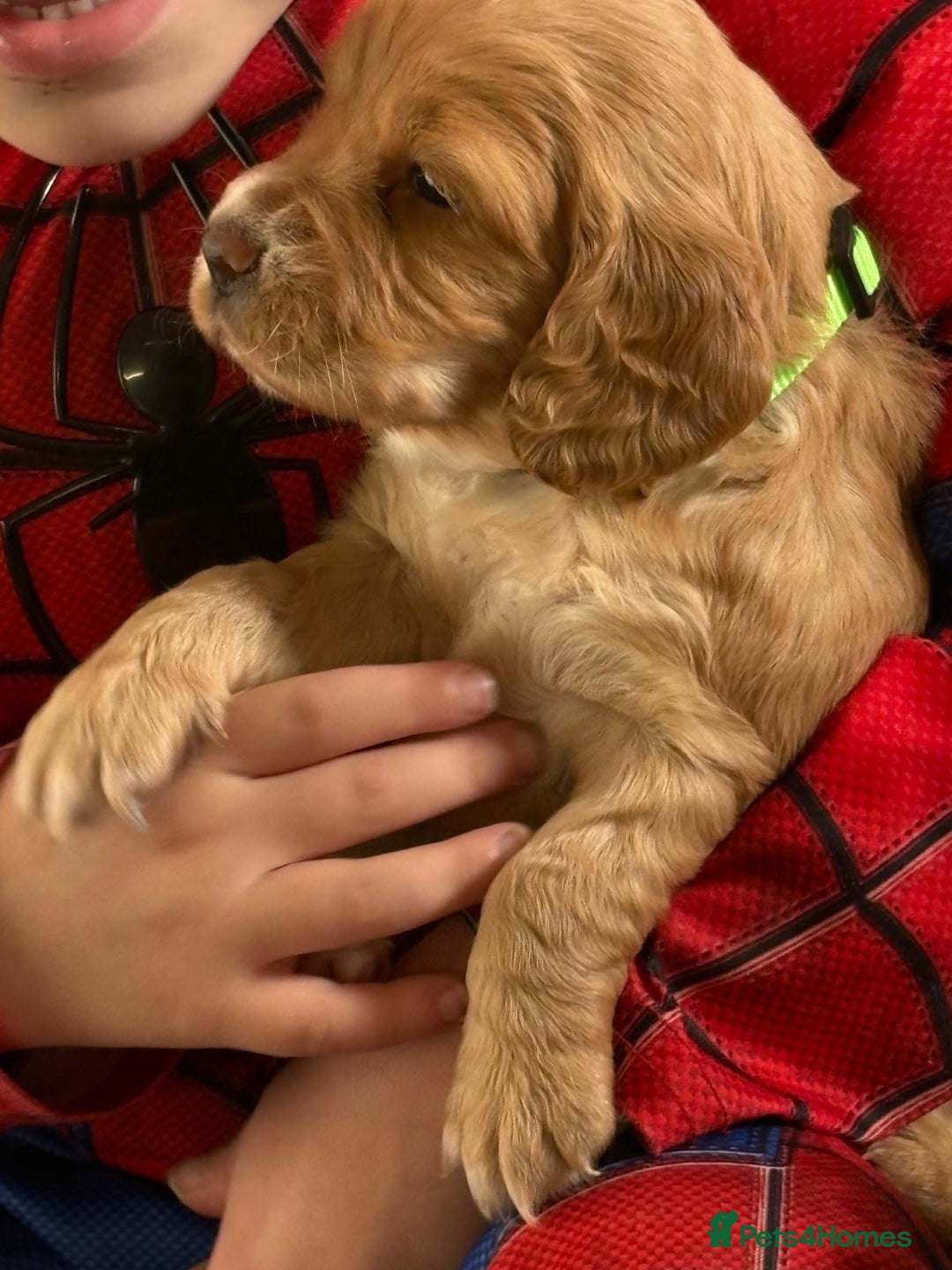 Cocker Spaniel dogs for sale: Kc reg cocker spaniels with 5 weeks insurance  - Advert 30