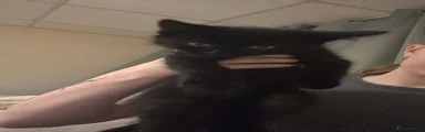 Ragdoll Kitten 2