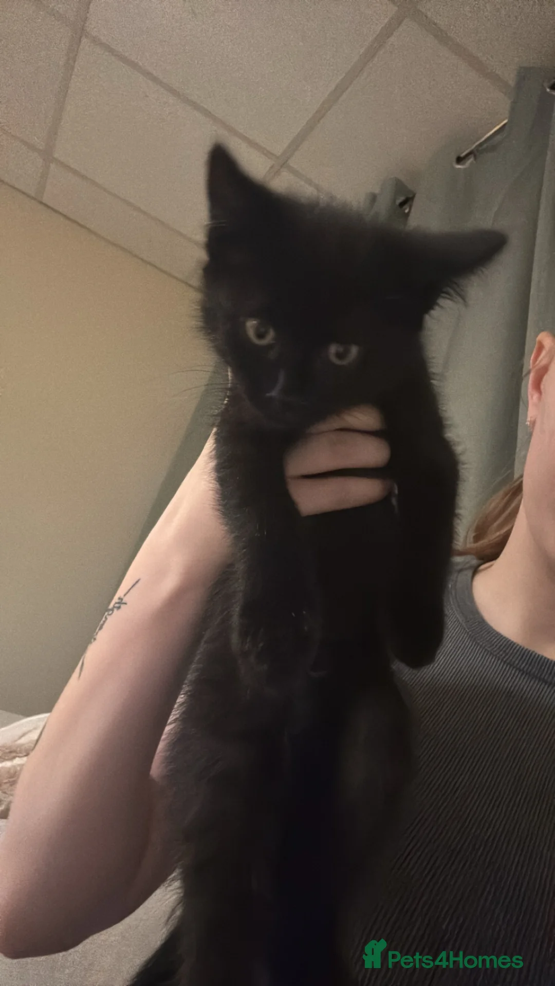 Ragdoll cats for sale: Beautiful kittens  in Lowestoft - Advert 3