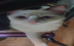 Ragdoll cats for sale:  GCCF KITTENS CHOC & LILAC MITTED AND BI-COLOUR in Darwen - Image 10
