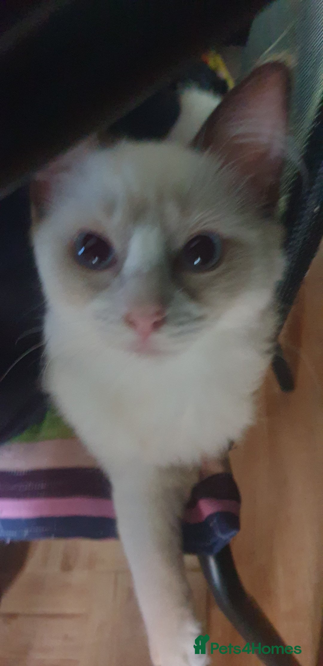 Ragdoll cats for sale:  GCCF KITTENS CHOC & LILAC MITTED AND BI-COLOUR in Darwen - Image 10