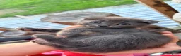 Mixed Breed cats for sale: Maine coon x Scottish fold - Advert 1