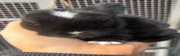 Mini Lop rabbits for sale: PURE BRED pedigreed mini lops  - Advert 7