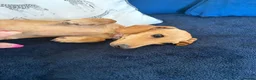 Miniature Dachshund dogs for sale: Smooth haired female mini dachshund pup - Advert 5