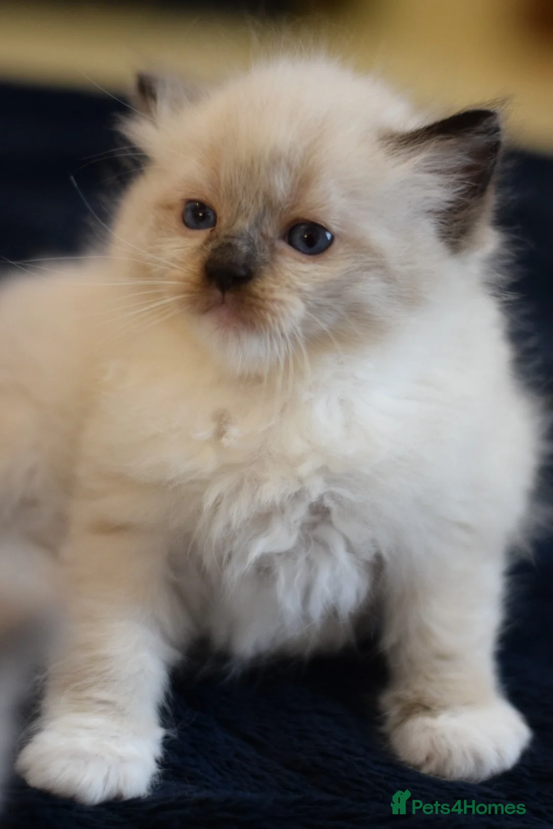 Ragdoll cats for sale: Adorable Ragdoll Kittens Looking for Forever Homes - Advert 8